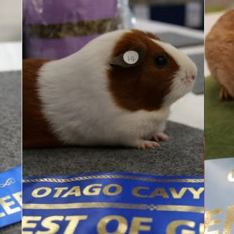 Guinea Pig Show - Dunedin