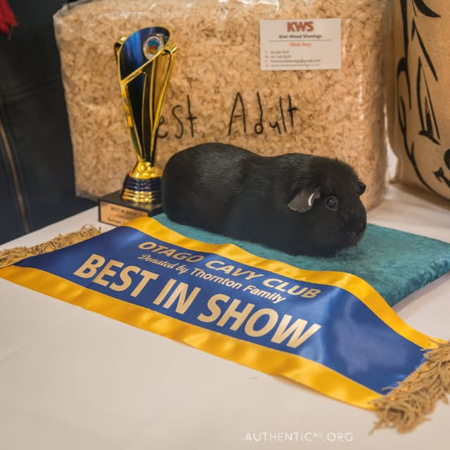 Guinea Pig Adoption Event at Pet Central Timaru