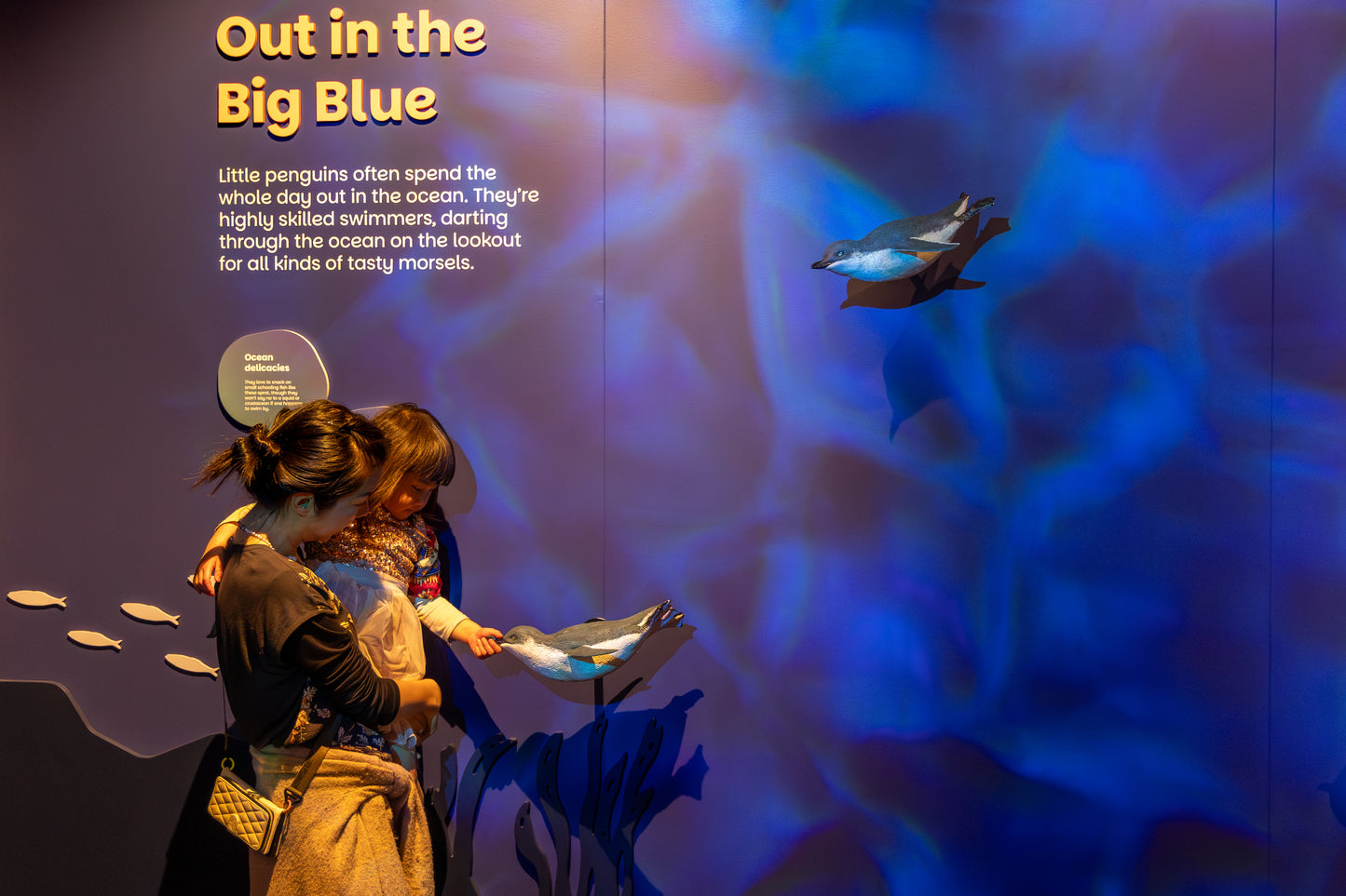 Ōamaru Penguins  - Daytime Guided Tours