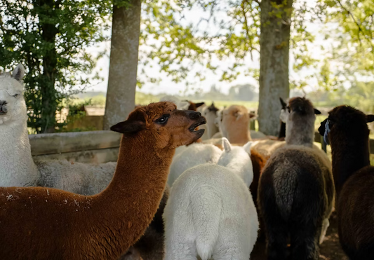 Alpaca Walks