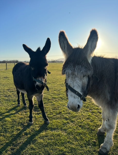 the Farmyard Holiday park