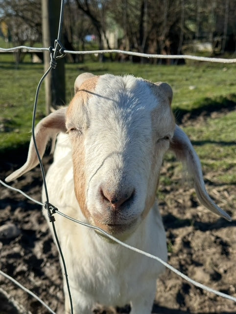 the Farmyard Holiday park