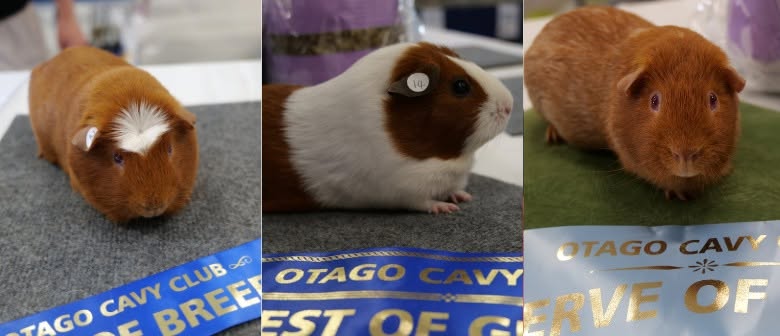 Guinea Pig Show - Dunedin