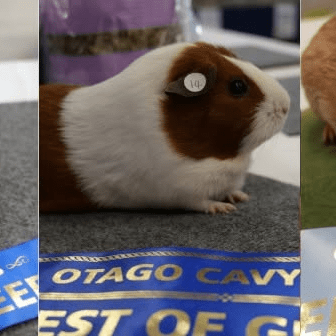 Guinea Pig Show - Dunedin