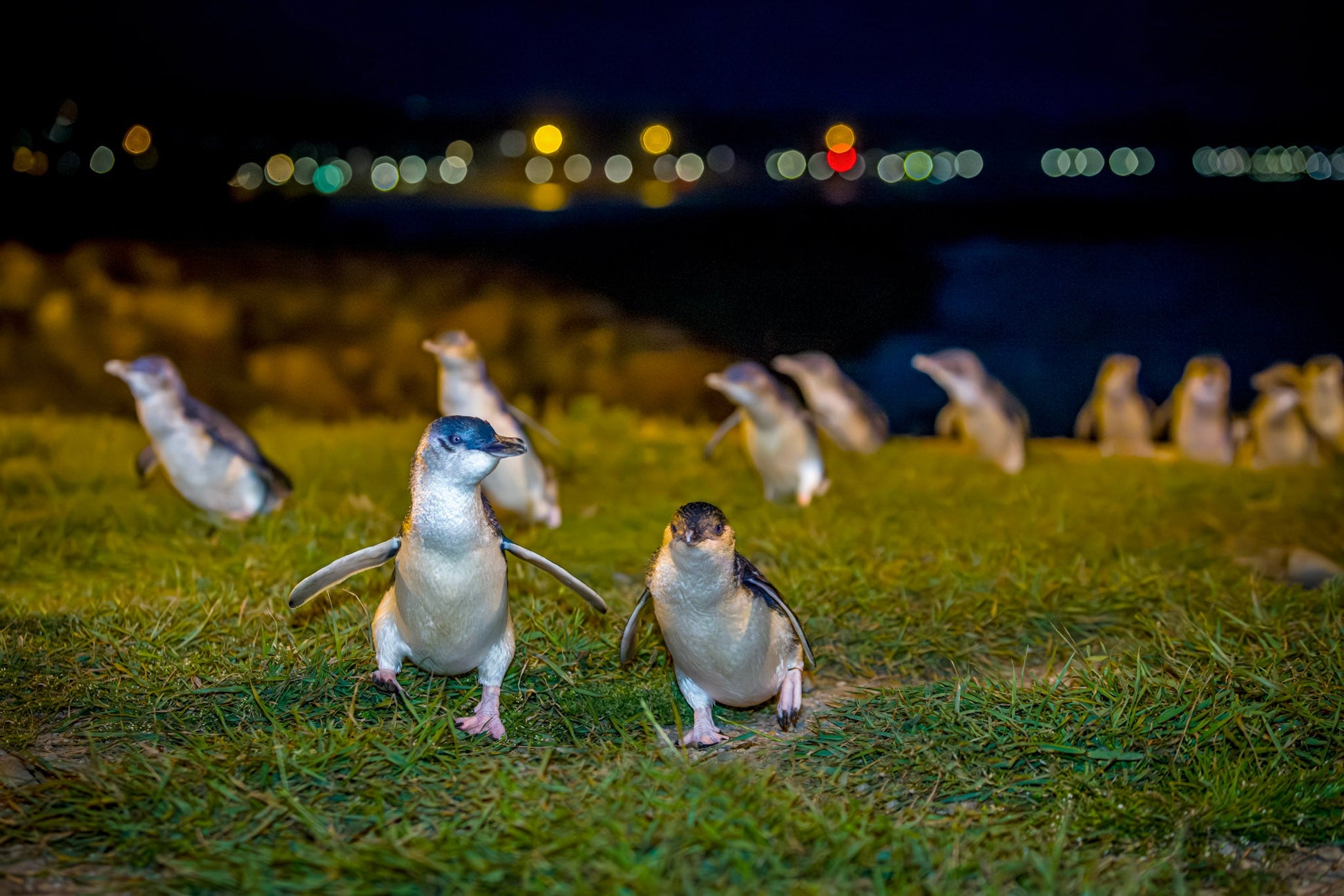 Ōamaru Penguins - Sunset Viewing and Daytime ToursGeneral Evening Viewing - Adult