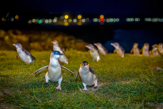 Ōamaru Penguins - Sunset Viewing and Daytime ToursGeneral Evening Viewing - Adult