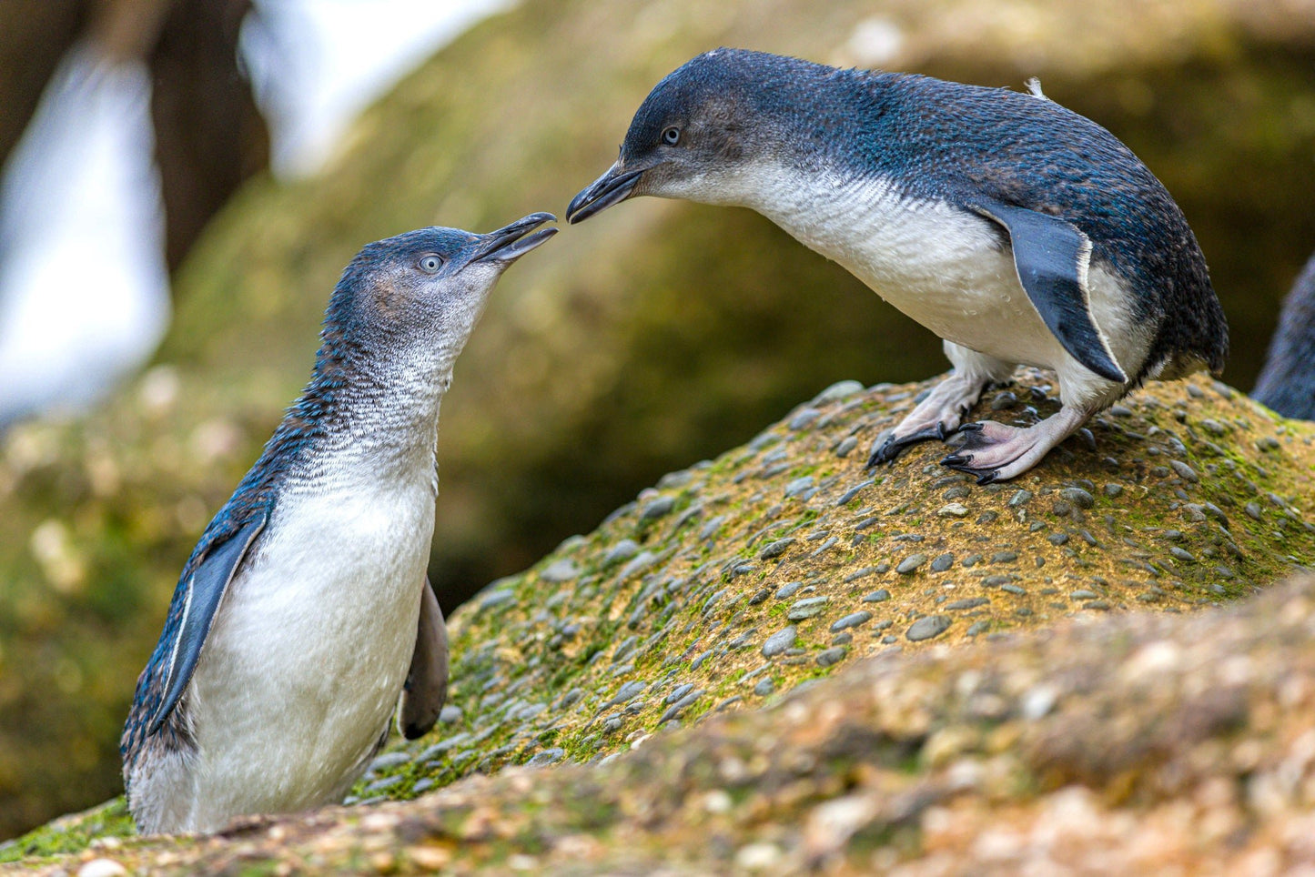 Ōamaru Penguins - Sunset Viewing and Daytime ToursGeneral - Evening Viewing Child (5 - 17years)
