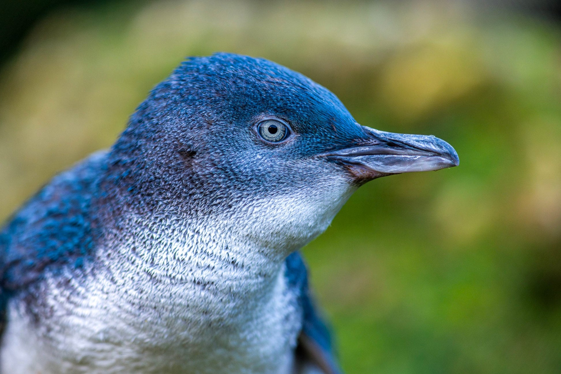Ōamaru Penguins - Sunset Viewing and Daytime ToursPremium Entry Evening Viewing Child