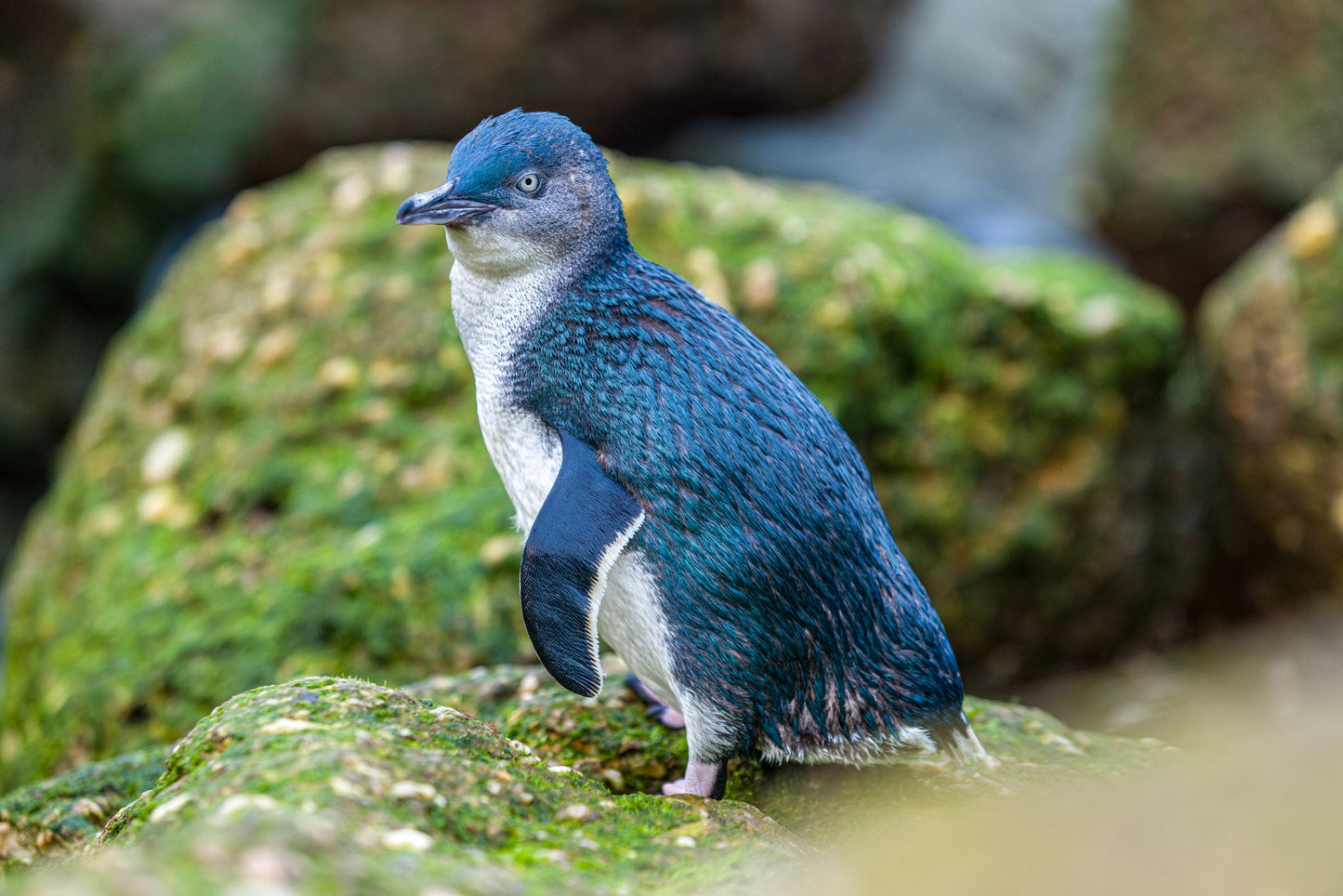 Ōamaru Penguins - Sunset Viewing and Daytime ToursPremium Entry Evening Viewing Child