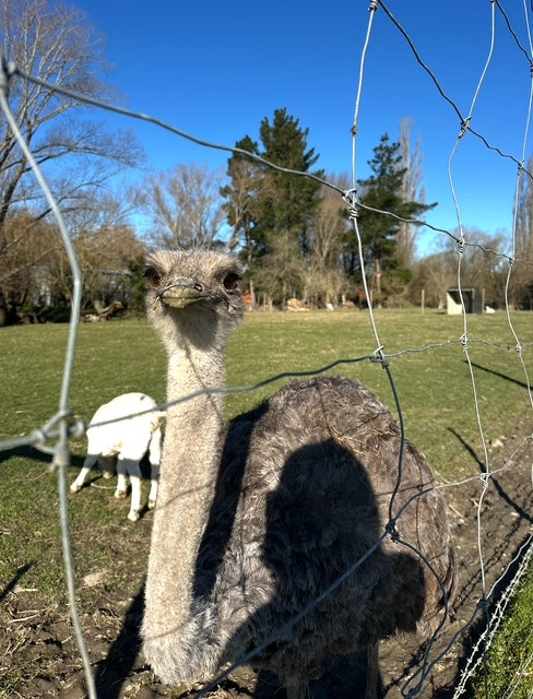 the Farmyard Holiday park
